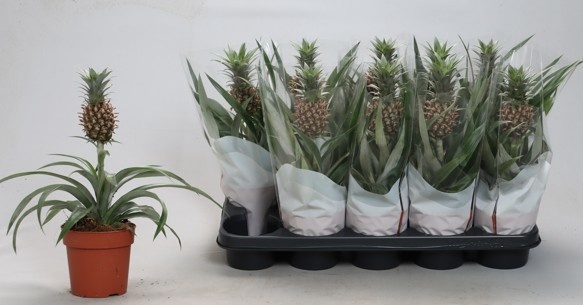 <h4>ANANAS ROSITA</h4>