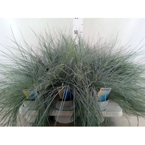 Festuca glauca 'Intens Blue'