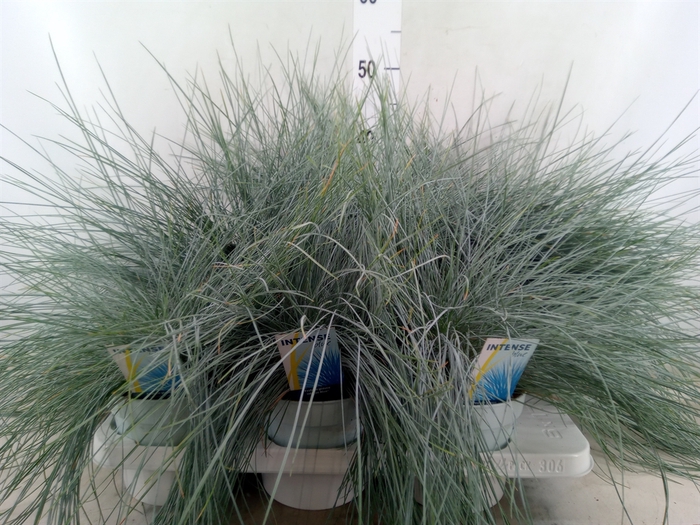 <h4>Festuca glauca 'Intens Blue'</h4>