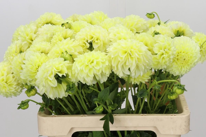 <h4>Dahlia Banana Baby</h4>
