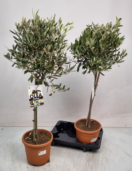 <h4>OLEA EUROPAEA</h4>