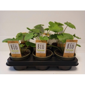 Wasabi P12 HERBIO steker