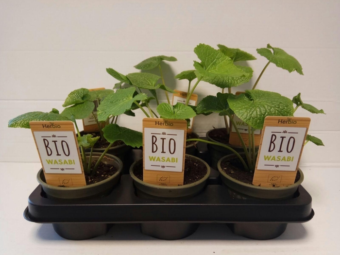 <h4>Wasabi P12 HERBIO steker</h4>