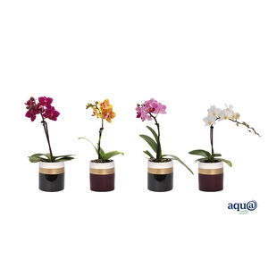 Dolomite Horizon Black / Bordeaux Tiny Dolls Mix 1T7+ Aqu@