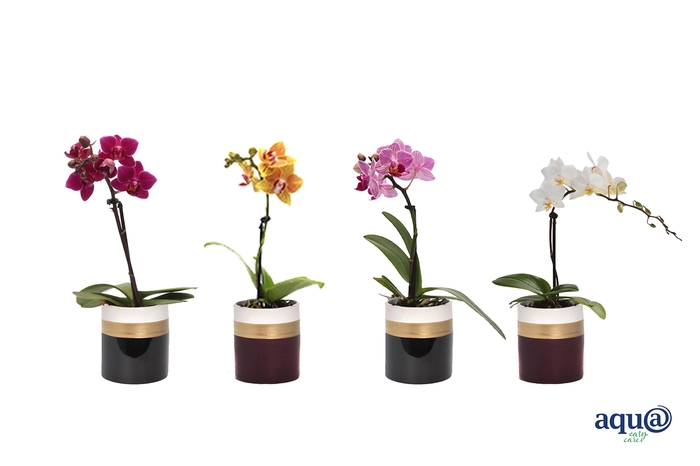 <h4>Dolomite Horizon Black / Bordeaux Tiny Dolls Mix 1T7+ Aqu@</h4>