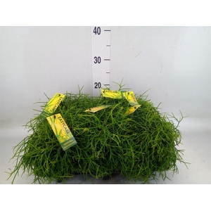 Rhipsalis baccifera 'Oasis'