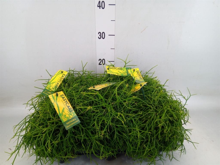 <h4>Rhipsalis baccifera 'Oasis'</h4>