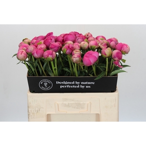 Paeonia Glory Hallelujah