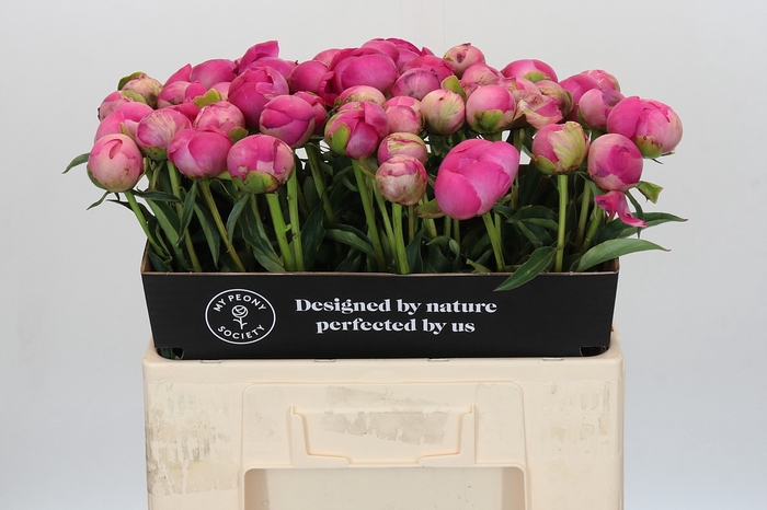 <h4>Paeonia Glory Hallelujah</h4>