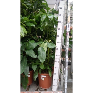 Schefflera actin. 'Amate'