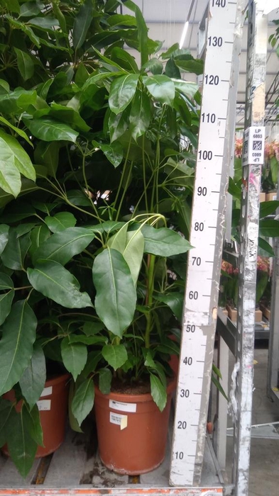 <h4>Schefflera actin. 'Amate'</h4>
