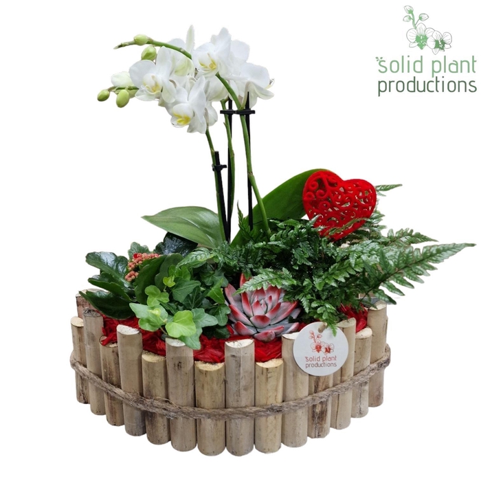 <h4>HVPE006 Napoli Large Red</h4>