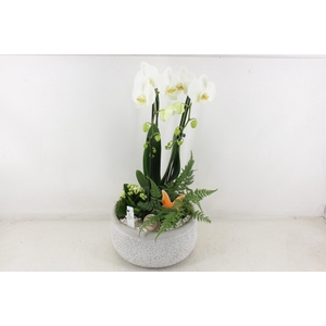 arr2 PL - Ker. barok grijs phal wit