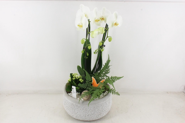 <h4>arr2 PL - Ker. barok grijs phal wit</h4>