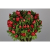 Anemone Mistral Plus Red