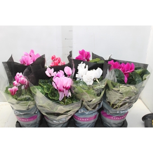 CYCLAMEN P14