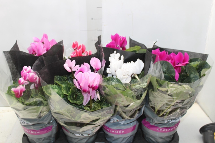<h4>CYCLAMEN P14</h4>