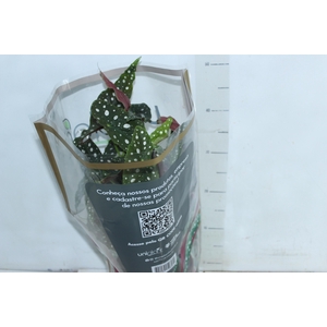 BEGONIA MACULATA P17 PO