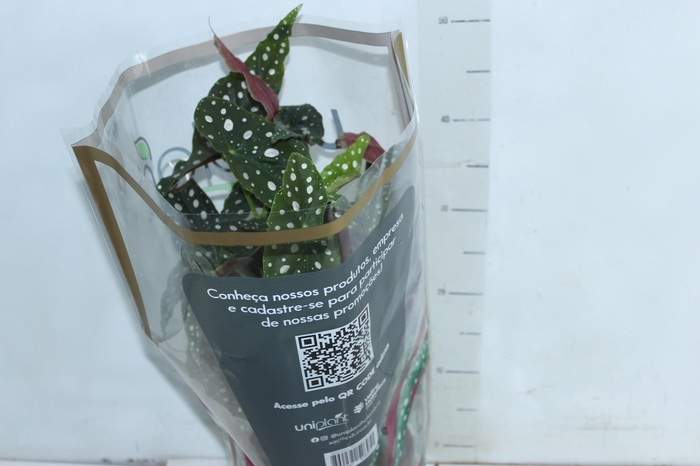 <h4>BEGONIA MACULATA P17 PO</h4>