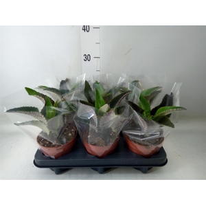 Kalanchoe NF daigremontiana