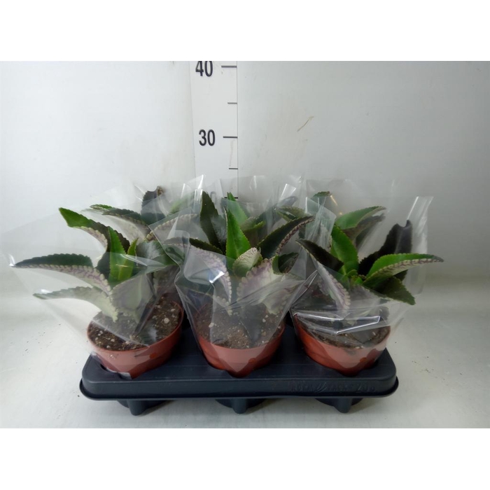 <h4>Kalanchoe NF daigremontiana</h4>