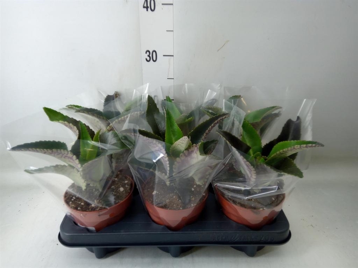 Kalanchoe NF daigremontiana