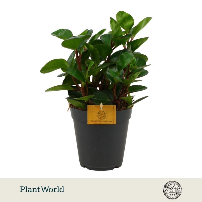 <h4>Peperomia Burning Bush 15cm</h4>