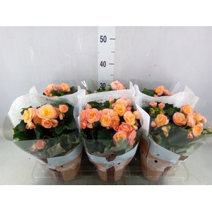 Begonia elat. DU 'Hailey Sunset'