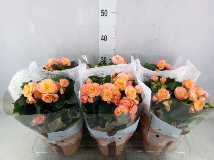 <h4>Begonia elat. DU 'Hailey Sunset'</h4>