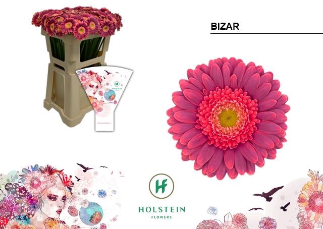 <h4>GERBERA MI 'BIZAR'</h4>