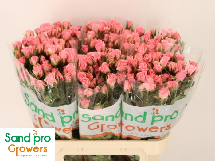 <h4>R TR ODILIA</h4>