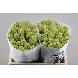 Hyac China Pink (hcm)