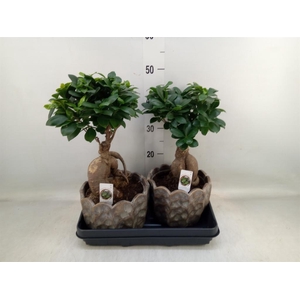 Ficus microcarpa 'Ginseng'