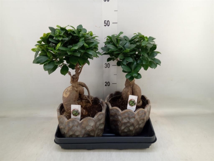 <h4>Ficus microcarpa 'Ginseng'</h4>