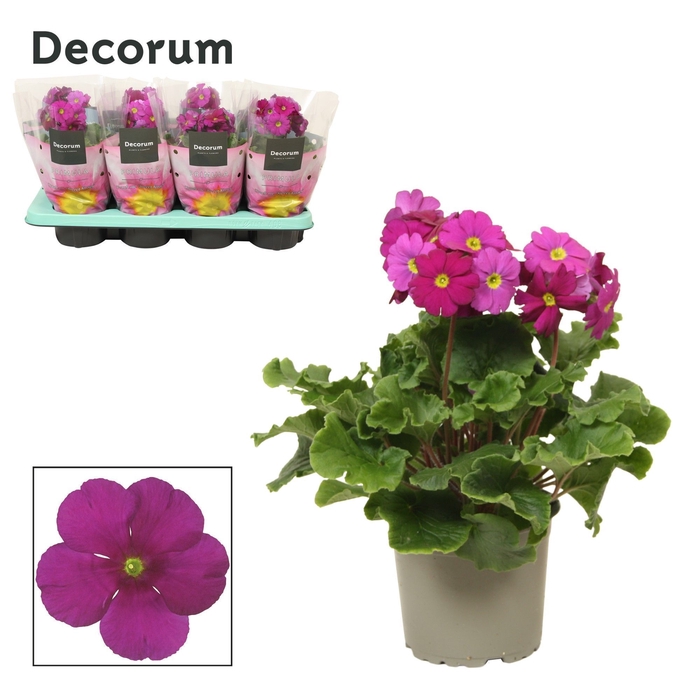 <h4>Primula 'Touch Me' Purple | Decorum</h4>