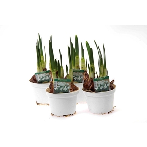 NARCISSUS CYCLAMINEUS (wit en geurend)