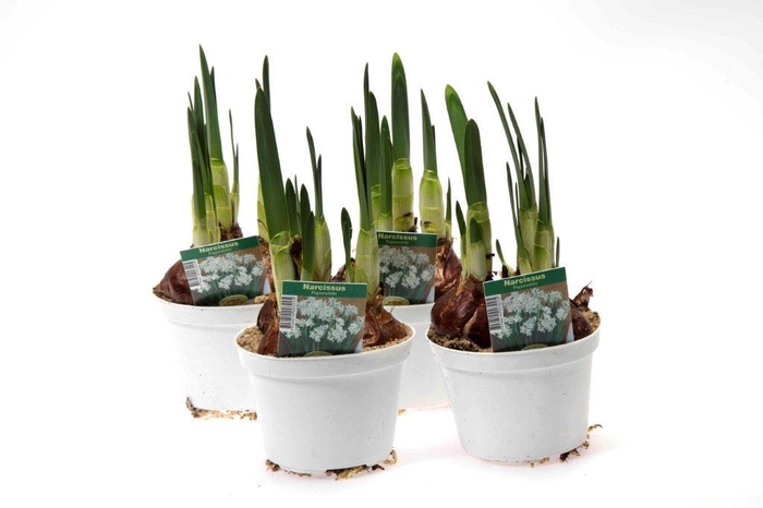 <h4>NARCISSUS CYCLAMINEUS (wit en geurend)</h4>