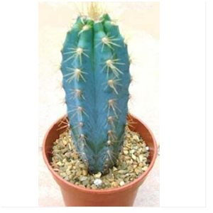 CACTUS PILOSOCEREUS PACHYCLADUS P17