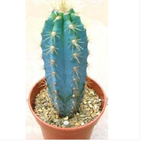 <h4>CACTUS PILOSOCEREUS PACHYCLADUS P17</h4>