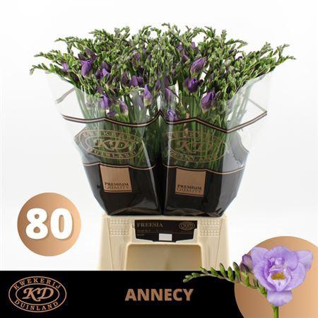 <h4>Fr Du Annecy Blue</h4>