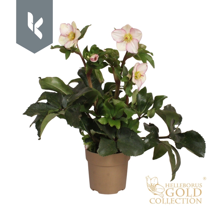 <h4>HGC Helleborus Ice N Roses Picotee in goud</h4>