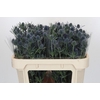 Eryngium Blue Dynamite