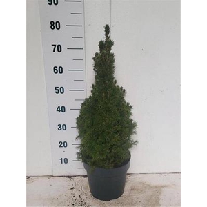 P.PICEA GL CONICA  80  SALE !!