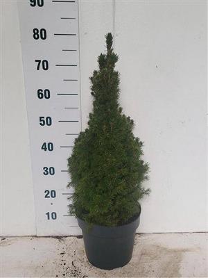 <h4>P.PICEA GL CONICA  80  SALE !!</h4>