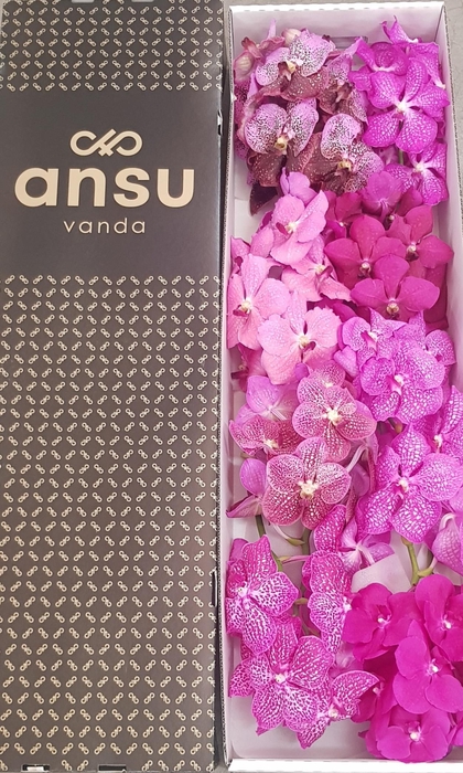 <h4>Vanda Pink mix X8</h4>