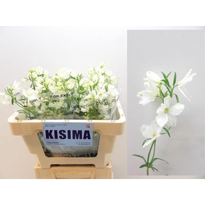 DELPH EN M SIL WHITE