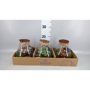 Arr.   Kamerplant Groen L%
