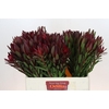 Leucadendron Saf Sunset Dark R.