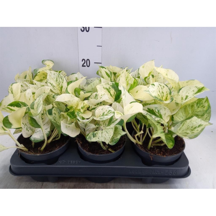 <h4>Epipremnum pinn. 'Happy Leaf'</h4>