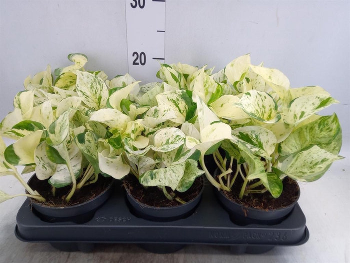 Epipremnum pinn. 'Happy Leaf'